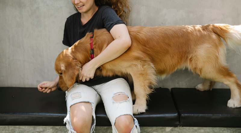 Golden Retriever calmly sitting on grass with trainer kneeling beside, clear focus on positive reinforcement